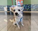 Small Chihuahua Mix