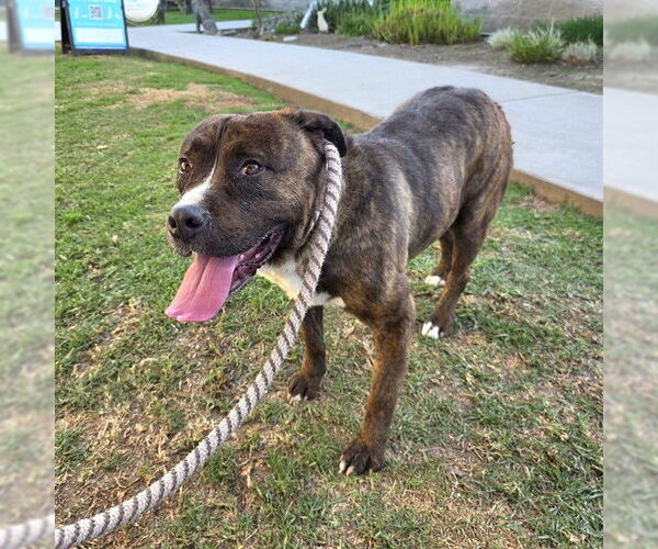 Medium Photo #1 Akita-Mastiff Mix Puppy For Sale in Long Beach, CA, USA
