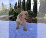 Small #2 Golden Retriever