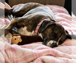 Small #1 Labrador Retriever Mix