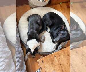 Moby - Male Mutt Dog for Adoption - Photo #4