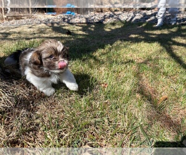 Medium Photo #2 Havamalt Puppy For Sale in BLACK FOREST, CO, USA