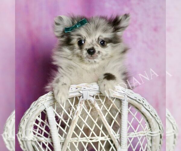 Medium Photo #29 Pomeranian Puppy For Sale in WARSAW, IN, USA