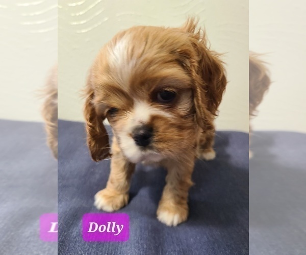 Medium Photo #7 Cocker Spaniel Puppy For Sale in MIDDLEBURY, IN, USA