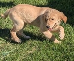 Puppy Harmony Golden Retriever