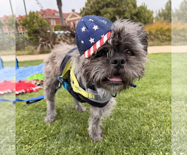 Medium Photo #2 French Tzu Puppy For Sale in San Jose, CA, USA