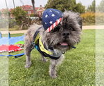 Small #1 French Tzu