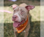 Small American Staffordshire Terrier Mix