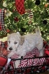 Small Photo #11 Goldendoodle Puppy For Sale in YUKON, OK, USA