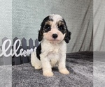 Small #4 Cavapoo