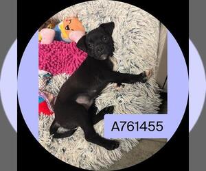 Labrador Retriever-Unknown Mix Dogs for adoption in San Antonio, TX, USA