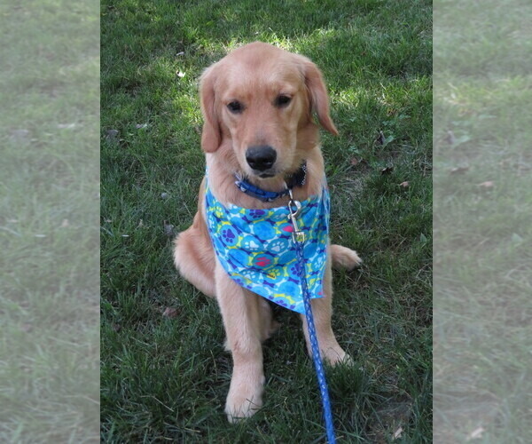 Medium Photo #13 Golden Retriever Puppy For Sale in MECHANICSVILLE, MD, USA