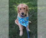 Small #12 Golden Retriever