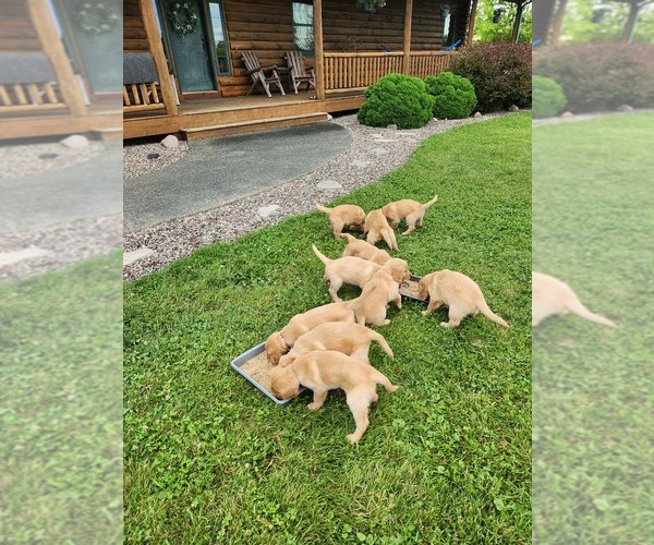 Medium Photo #11 Golden Retriever Puppy For Sale in DAKOTA, MN, USA
