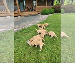 Small #10 Golden Retriever