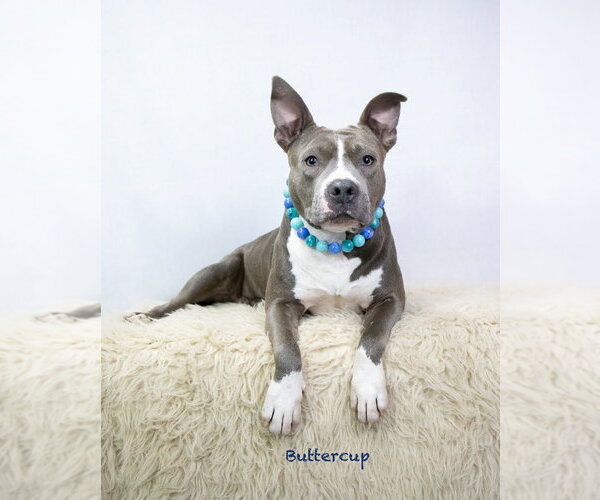 Medium Photo #2 Staffordshire Bull Terrier Puppy For Sale in Hot Springs Village, AR, USA