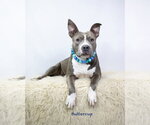 Small #1 Staffordshire Bull Terrier