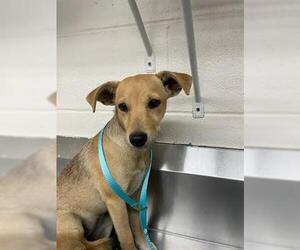 Chihuahua Dogs for adoption in Hanford, CA, USA