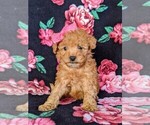 Small Photo #2 Poodle (Miniature) Puppy For Sale in KINZERS, PA, USA