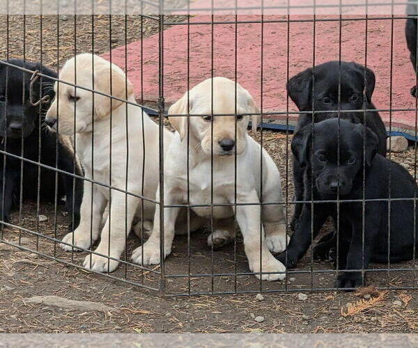 Medium Photo #3 Labrador Retriever Puppy For Sale in SHELTON, WA, USA