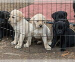 Small #2 Labrador Retriever