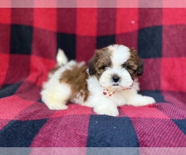 Medium Photo #1 Shih-Poo Puppy For Sale in LAKELAND, FL, USA