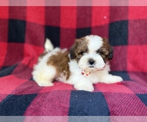 Shih-Poo Puppy for sale in LAKELAND, FL, USA
