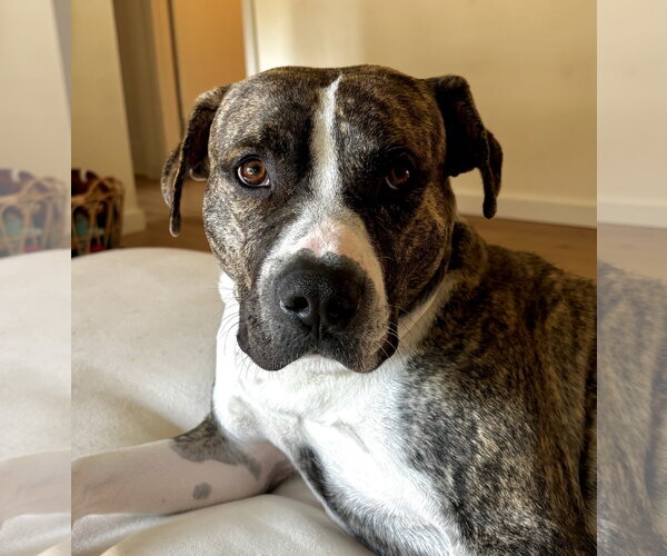 Medium Photo #1 Mutt Puppy For Sale in Bellevue, WA, USA