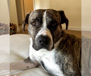 Mutt Dogs for adoption in Bellevue, WA, USA