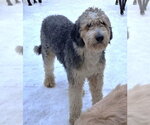 Small #1 Labradoodle