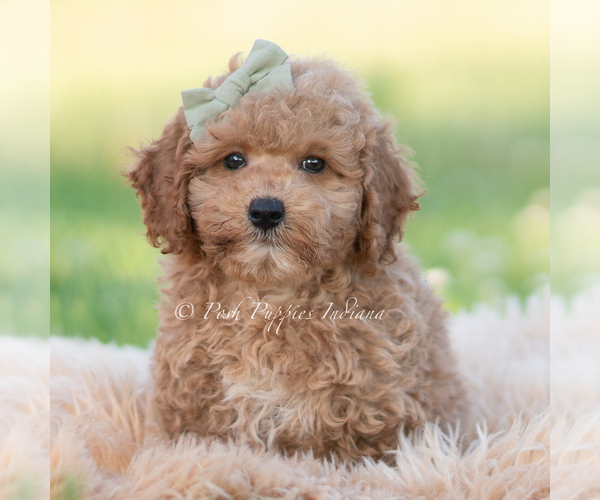 Medium Photo #6 Goldendoodle (Miniature) Puppy For Sale in WARSAW, IN, USA