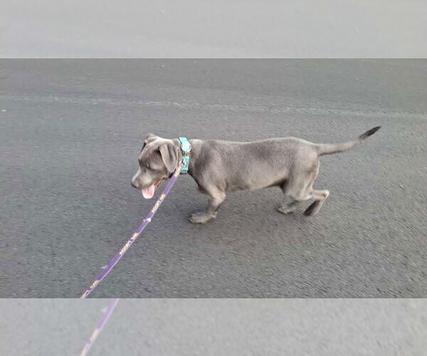 Medium Photo #12 American Pit Bull Terrier-Unknown Mix Puppy For Sale in Sebec, ME, USA
