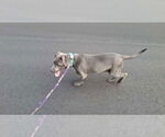 Small #11 American Pit Bull Terrier Mix