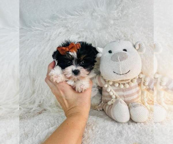Medium Photo #16 Morkie Puppy For Sale in MIAMI, FL, USA