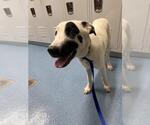 Small Labrador Retriever Mix