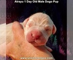 Small Photo #4 Dogo Argentino Puppy For Sale in JANE, MO, USA
