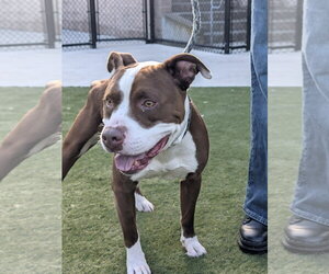 Maui - Male American Pit Bull Terrier Dog for Adoption - Photo #3