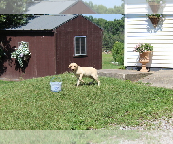 Medium Photo #3 Labrador Retriever Puppy For Sale in SEARS, MI, USA