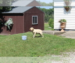 Small Photo #3 Labrador Retriever Puppy For Sale in SEARS, MI, USA
