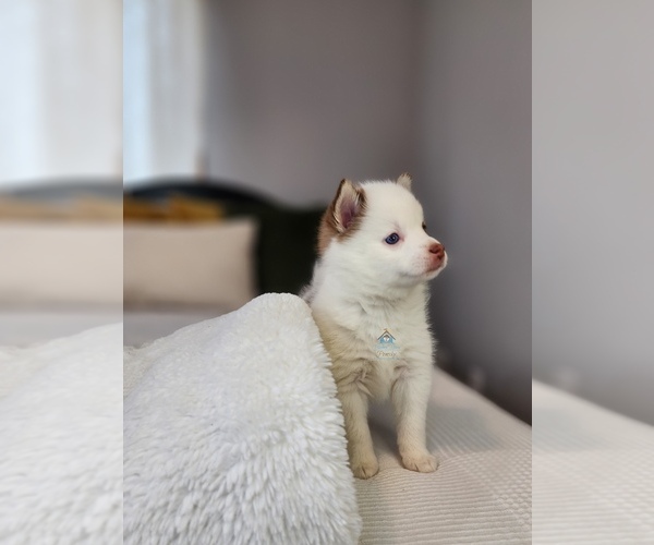 Medium Photo #10 Pomsky Puppy For Sale in BURNS TOWNSHIP, MN, USA