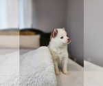 Small Photo #10 Pomsky Puppy For Sale in BURNS TOWNSHIP, MN, USA