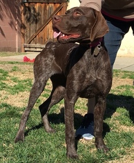 German Shorthaired Pointer Puppy for sale in SUN VALLEY, CA, USA