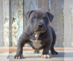Small Photo #2 American Bully Puppy For Sale in LOS ANGELES, CA, USA