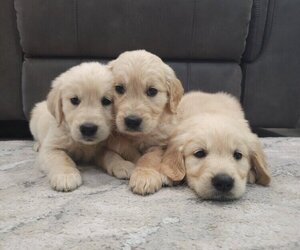 Golden Retriever Puppy for sale in SACRAMENTO, CA, USA