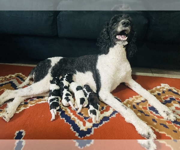 Medium Photo #1 Poodle (Standard) Puppy For Sale in SAINT MARYS, GA, USA