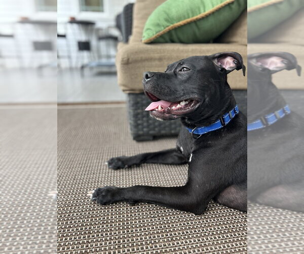 Medium Photo #7 Mutt Puppy For Sale in Mooresville, NC, USA
