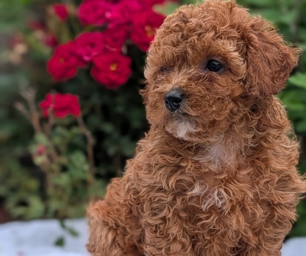 Medium Photo #4 Cock-A-Poo Puppy For Sale in GOSHEN, IN, USA