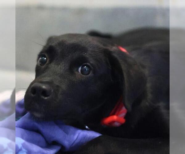 Medium Photo #1 Labrador Retriever-Unknown Mix Puppy For Sale in San Antonio, TX, USA