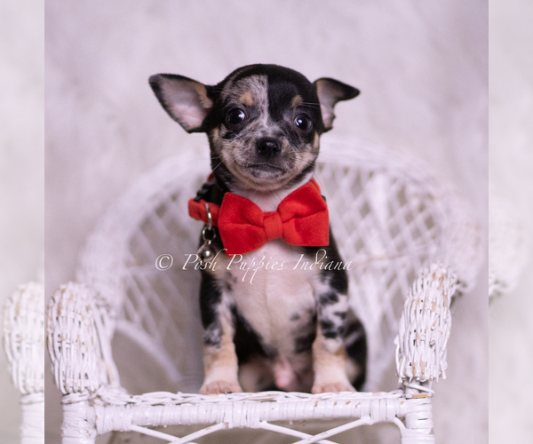 Medium Photo #7 Chihuahua Puppy For Sale in WARSAW, IN, USA