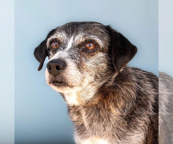 Medium Photo #1 Mutt Puppy For Sale in Pasadena, CA, USA